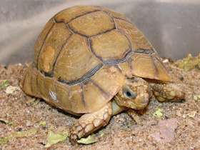 Смотреть фото Египетская черепаха Фото Египетская черепаха