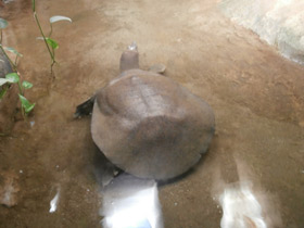 Фото Африканский трионикс