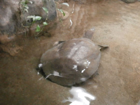 Фото Африканский трионикс