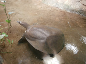 Фото Африканский трионикс